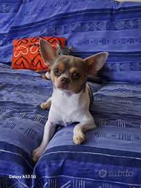 Chihuahua maschi per monta