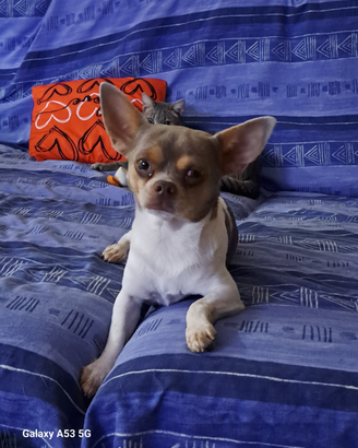 Chihuahua maschi per monta