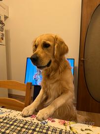 Tedy, Golden Retriver disponibile per monta