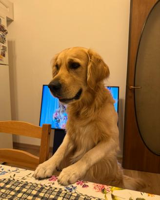 Tedy, Golden Retriver disponibile per monta