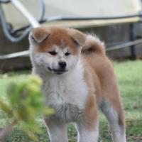 Cuccioli di akita inu pedigree Enci