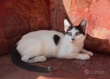 Cuccioli incrocio Angora Turco
