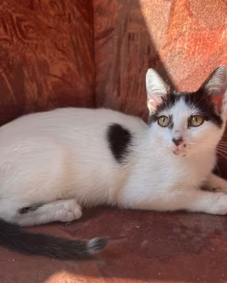Cuccioli incrocio Angora Turco