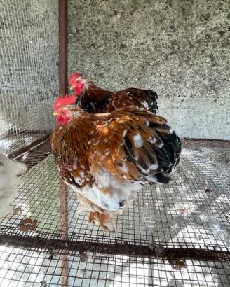 Galli cocincina nana millefiori