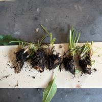 Consolida comfrey Bocking 14 - 5 radici grandi