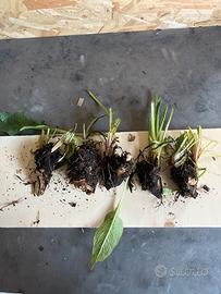 Consolida comfrey Bocking 14 - 5 radici grandi