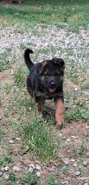 Cuccioli pastore tedesco