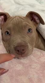 Pitbull alta geneaolgia