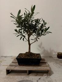 Bonsai (Oliva)