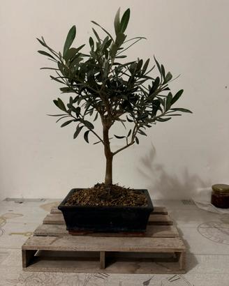 Bonsai (Oliva)