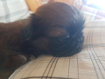 Shih tzu Cane elegante