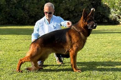 Maschio di pastore tedesco