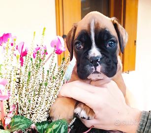 Cucciola boxer fulva