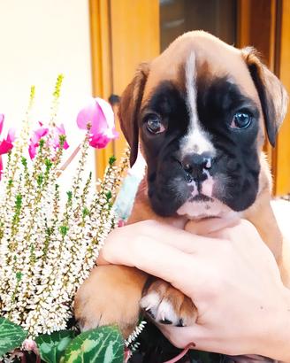 Cucciola boxer fulva