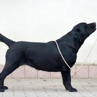 Femmina Adulta di Labrador