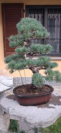 bonsai