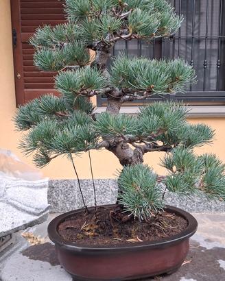 bonsai