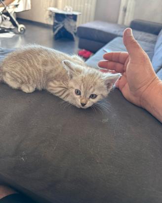 Gatti bengala altissima genealogia