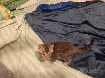 Cucciola bengala gatto