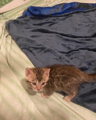 Cucciola bengala gatto