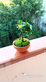 mini bonsai di pyracantha 