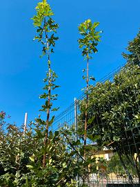 Quercia