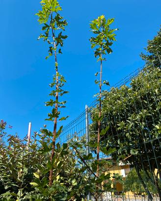 Quercia