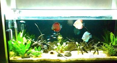 Acquario