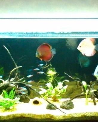 Acquario