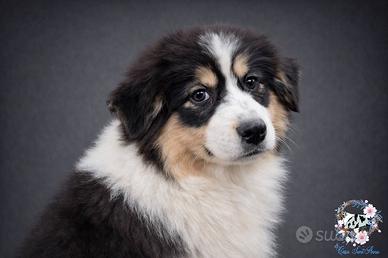 Pastore australiano femmina