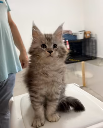 Maine coon 3 mesi vaccinati genitori testati