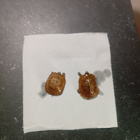 Tartarughe terrapene carolina triunguis