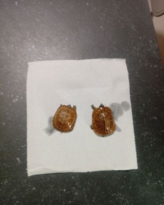 Tartarughe terrapene carolina triunguis