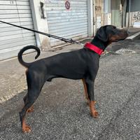 Dobermann per monta