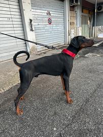 Dobermann per monta