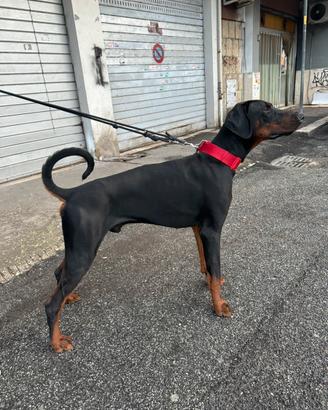 Dobermann per monta