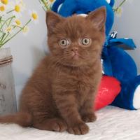 British Shorthair Pedigree ENFI