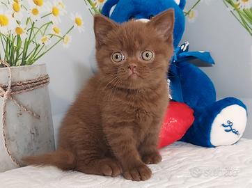 British Shorthair Pedigree ENFI