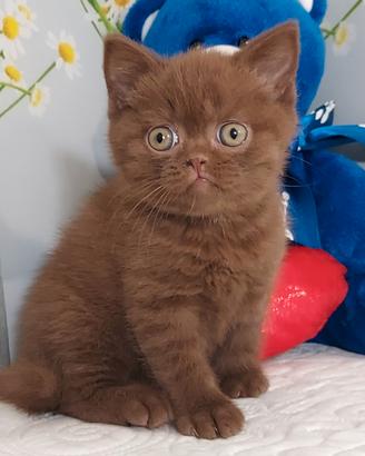British Shorthair Pedigree ENFI