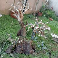 Bonsai prebonsai olivo