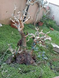 Bonsai prebonsai olivo