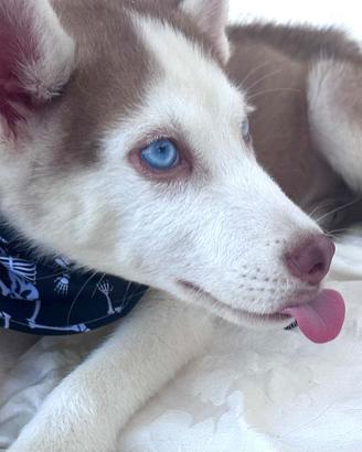Siberian Husky pedigree enci consegna tutta Italia