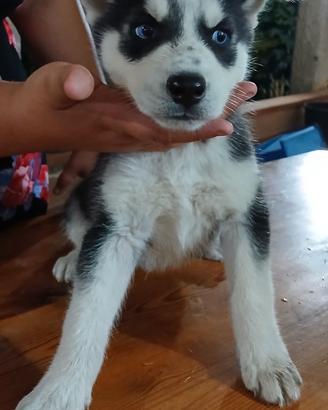 Siberiana husky