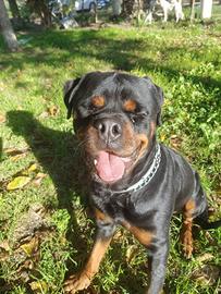 Thomas rottweiler 2 anni