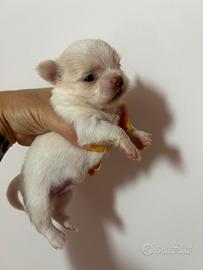 Chihuahua pelo lungo