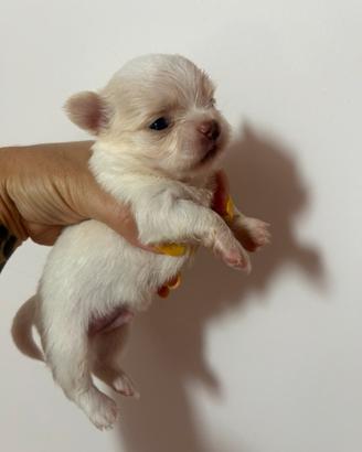 Chihuahua pelo lungo
