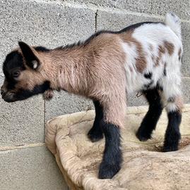 Capretto nano tibetano