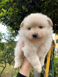 Mini maltipoo Toy da borsetta