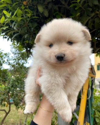 Mini maltipoo Toy da borsetta