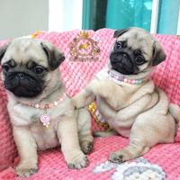 Simpaticissima femminuccia carlino